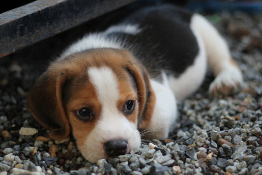 a puppy laying down on small rocks looking sad